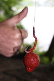 IB CARPTRACK AMINO GEL ELITE STRAWBERRY - 100GR